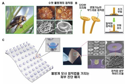 수컷 물방개의 점착 컵 모사한 피부 진단 패치 개념도. [방창현 교수 제공]